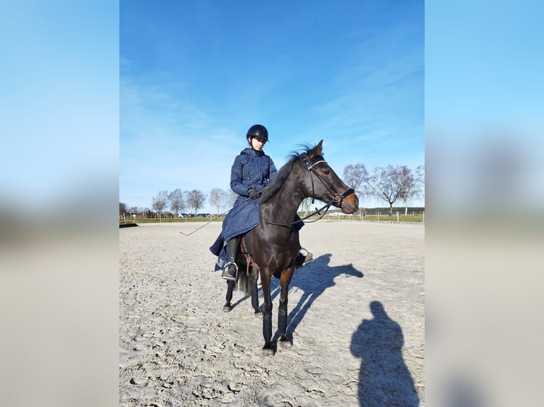 German Riding Pony Mare 16 years 14,1 hh Bay-Dark in Seevetal