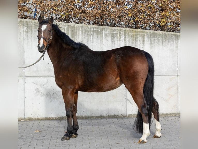 German Riding Pony Mare 16 years 14.1 hh Brown in Leingarten