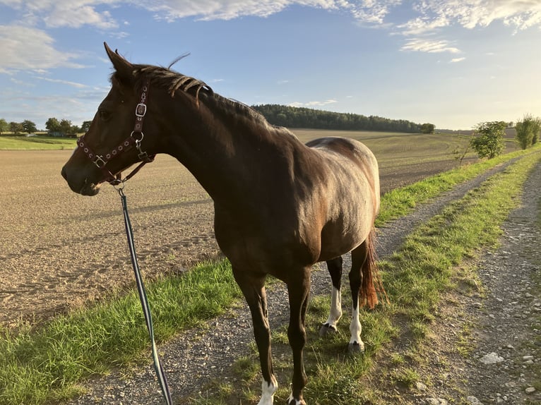 German Riding Pony Mare 16 years 14.1 hh Brown in Kamenz