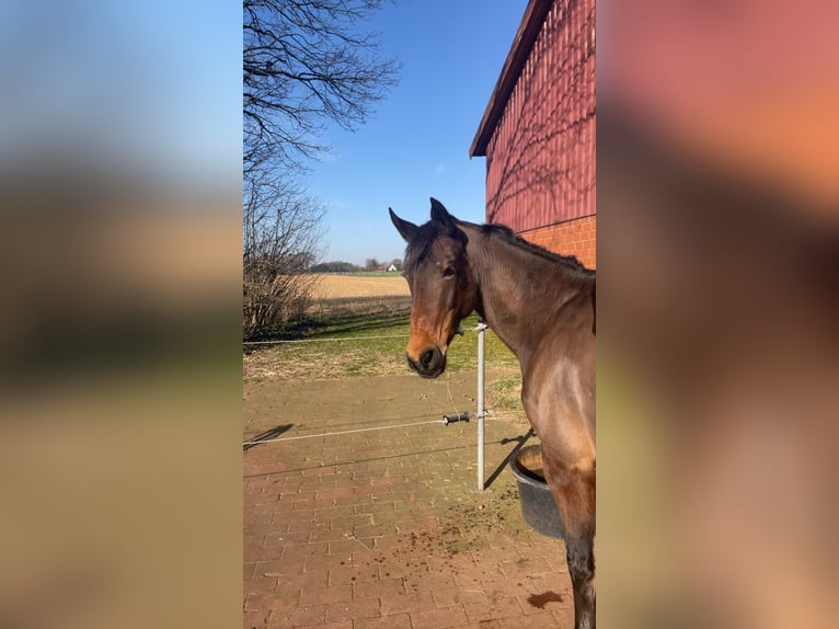 German Riding Pony Mare 16 years 14.1 hh Brown in Neuenkirchen