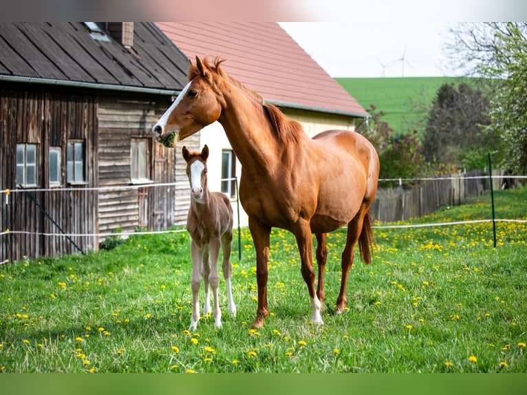 German Riding Pony Mare 16 years 14,1 hh Chestnut-Red in Bad Berka