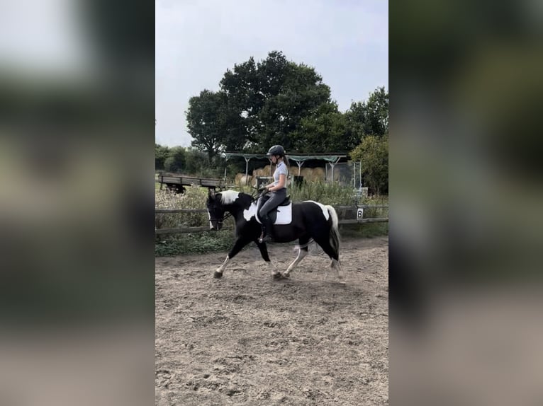 German Riding Pony Mare 16 years 14,1 hh Pinto in Osterrade