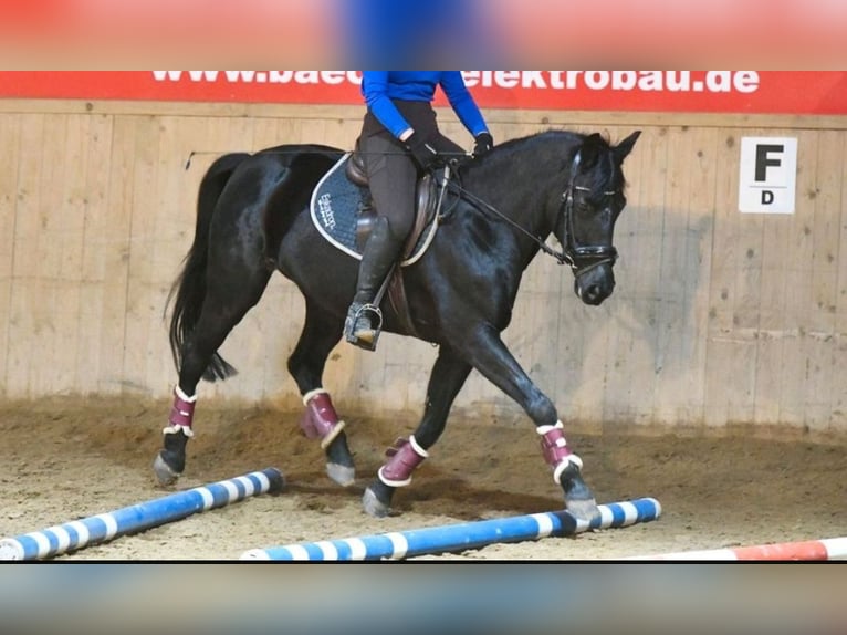 German Riding Pony Mare 16 years 14,2 hh Black in Kirchnüchel