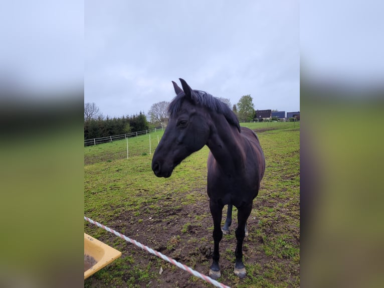German Riding Pony Mare 16 years 14,2 hh Black in Kirchnüchel