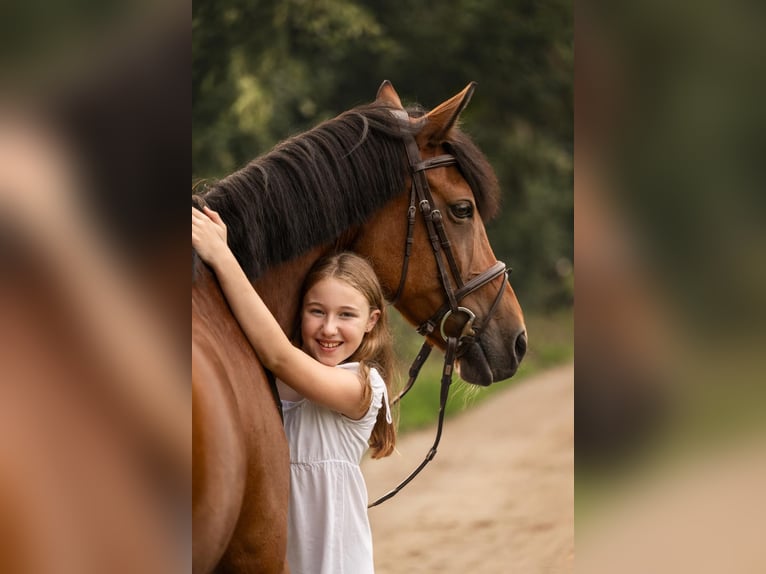 German Riding Pony Mare 16 years 14,2 hh Brown in Willich