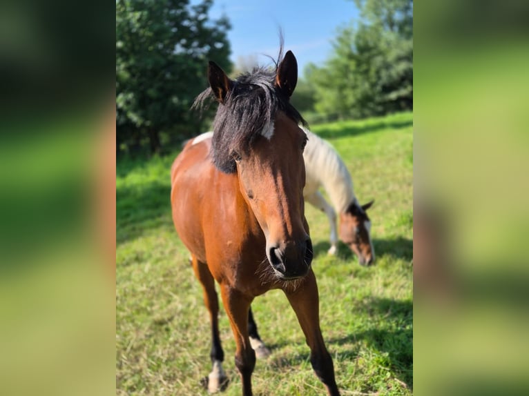 German Riding Pony Mare 16 years 14,2 hh Brown in Willich