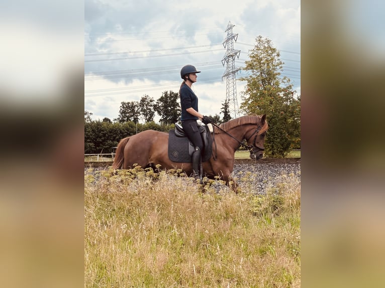 German Riding Pony Mare 16 years 14.2 hh Chestnut in Havighorst