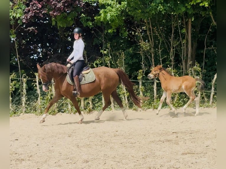 German Riding Pony Mare 16 years 14.2 hh Chestnut-Red in Erkelenz
