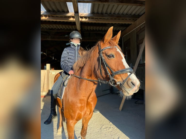 German Riding Pony Mare 16 years 14.2 hh Chestnut-Red in Heikendorf