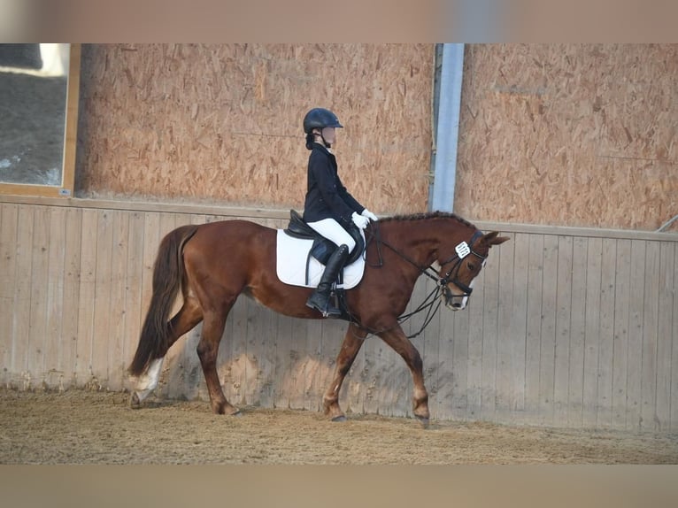 German Riding Pony Mare 16 years 14.2 hh Chestnut-Red in Heikendorf