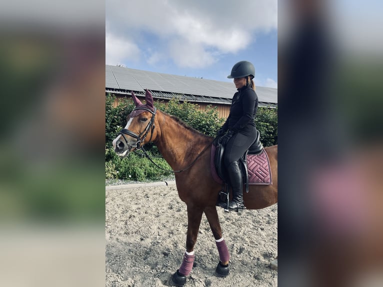 German Riding Pony Mare 16 years 14.2 hh Chestnut-Red in Heikendorf