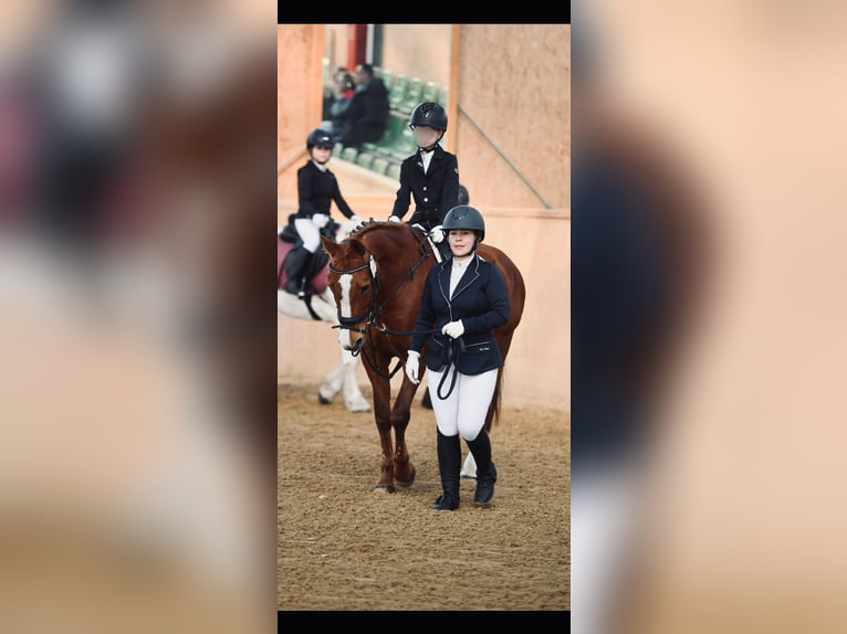 German Riding Pony Mare 16 years 14.2 hh Chestnut-Red in Heikendorf