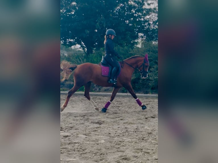 German Riding Pony Mare 16 years 14.2 hh Chestnut-Red in Heikendorf