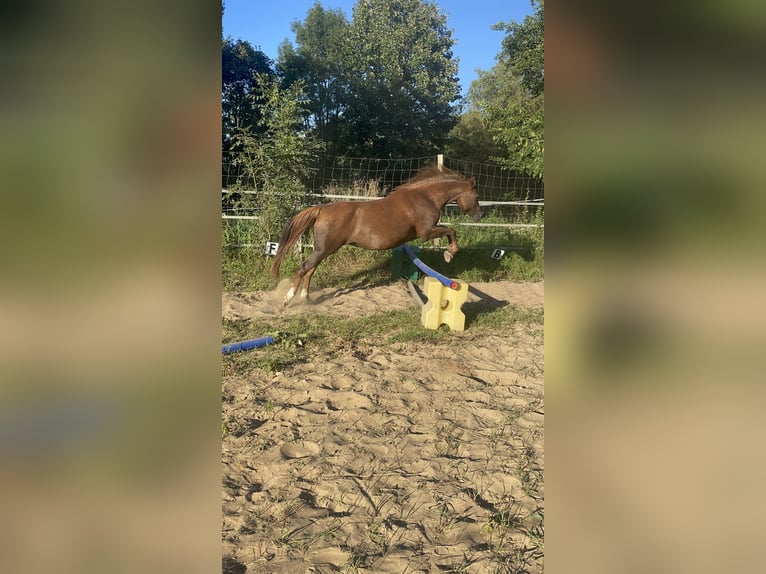 German Riding Pony Mare 16 years 14.2 hh Chestnut-Red in Gransee