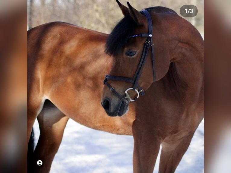 German Riding Pony Mare 16 years 14,3 hh Brown in Willich