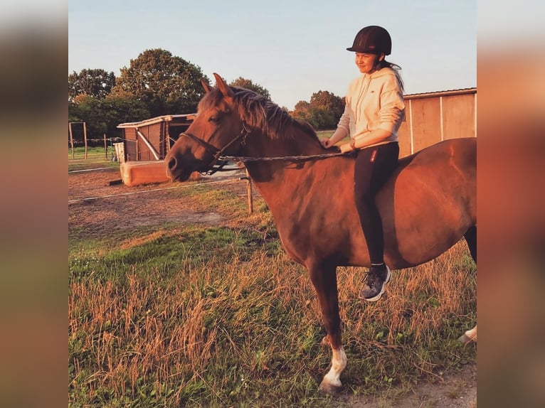 German Riding Pony Mare 16 years 14,3 hh Chestnut-Red in Holm