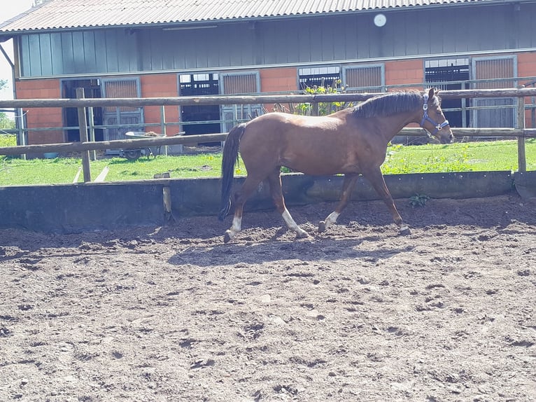 German Riding Pony Mare 16 years 14,3 hh Chestnut-Red in Holm