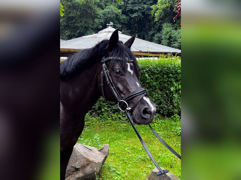 German Riding Pony Mare 16 years 14 hh Black in Köln