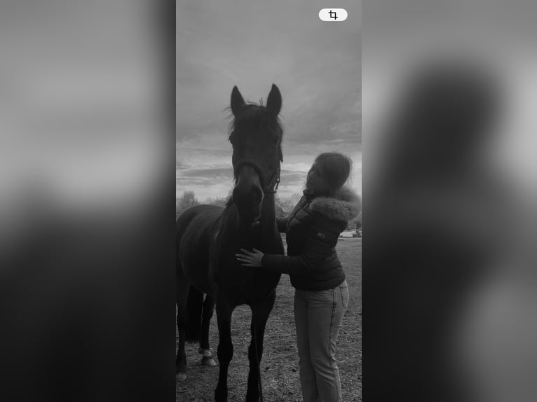 German Riding Pony Mare 16 years 14 hh Brown in Südbrookmerland
