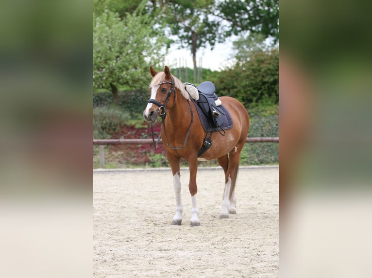German Riding Pony Mare 16 years 14 hh Chestnut-Red in Königslutter am Elm