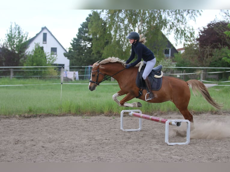 German Riding Pony Mare 16 years 14 hh Chestnut-Red in Königslutter am Elm
