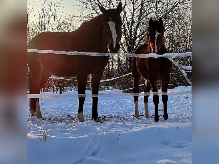 German Riding Pony Mare 16 years 14,1 hh Bay-Dark in Niederzimmern