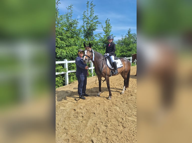 German Riding Pony Mare 16 years 14,1 hh Bay-Dark in Niederzimmern