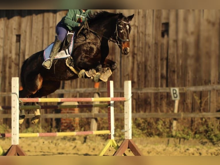 German Riding Pony Mare 16 years 14,1 hh Bay-Dark in Eslohe