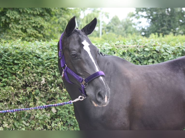 German Riding Pony Mare 16 years 14,1 hh Black in Hohenhameln
