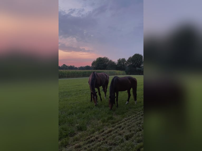 German Riding Pony Mare 16 years 14,1 hh Brown in Neuenkirchen