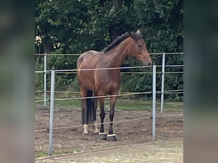 German Riding Pony Mare 16 years 14,1 hh Brown in Neuenkirchen