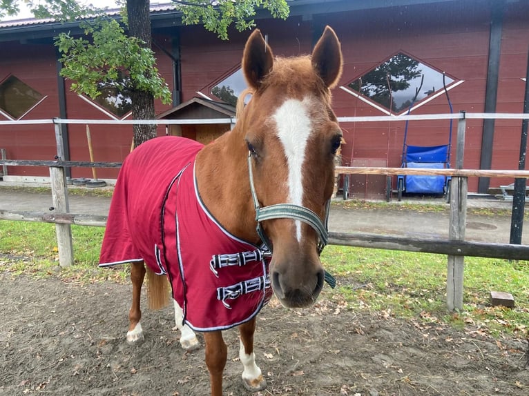 German Riding Pony Mare 16 years 14,1 hh Chestnut-Red in Reutte
