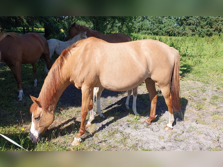 German Riding Pony Mare 16 years 14,1 hh Red Dun in Skals