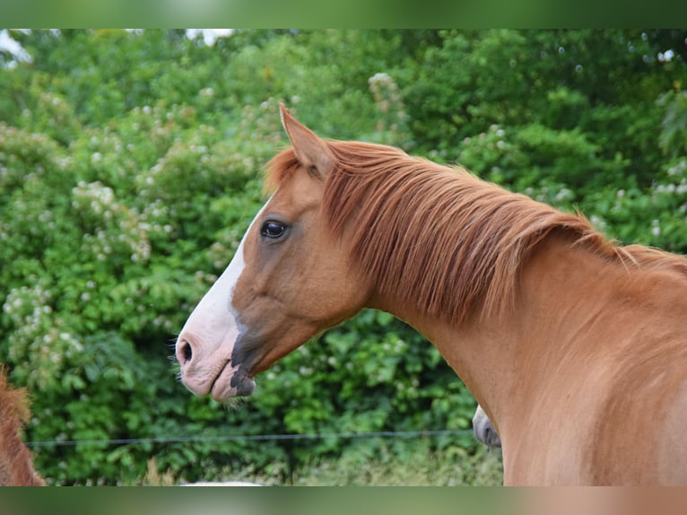 German Riding Pony Mare 16 years 14,1 hh Red Dun in Skals