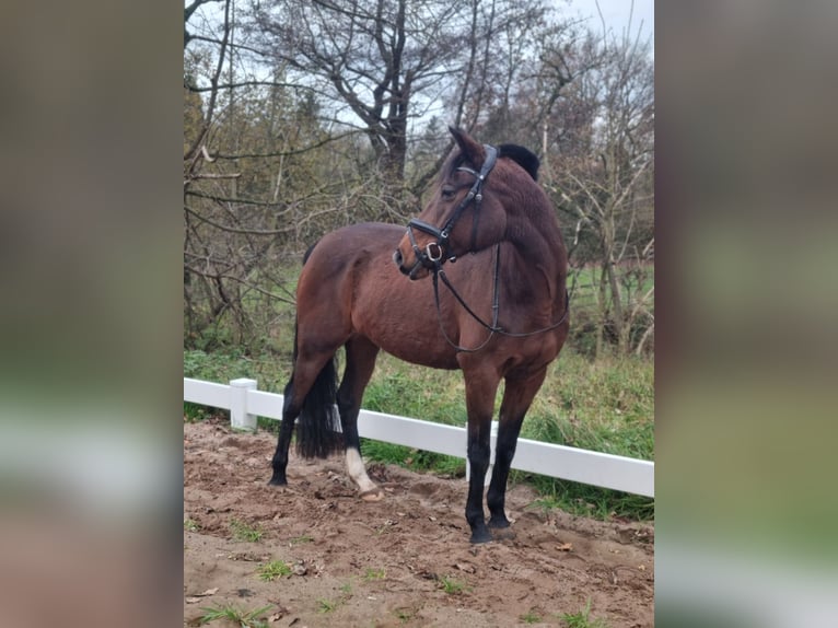 German Riding Pony Mare 16 years 14,2 hh Brown in Leezen