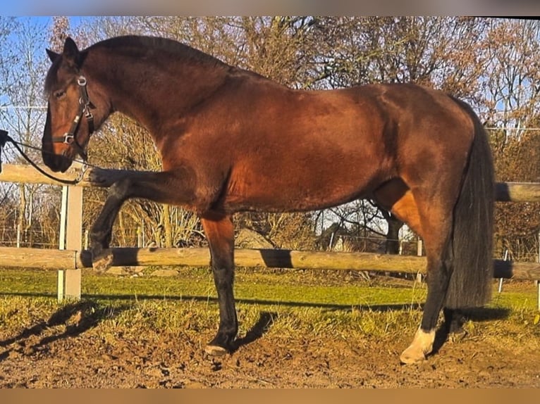 German Riding Pony Mare 16 years 14,2 hh Brown in Leezen