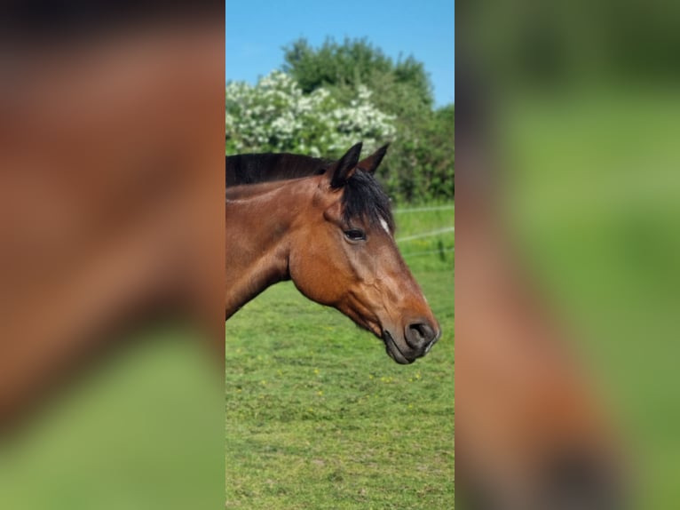 German Riding Pony Mare 16 years 14,2 hh Brown in Leezen