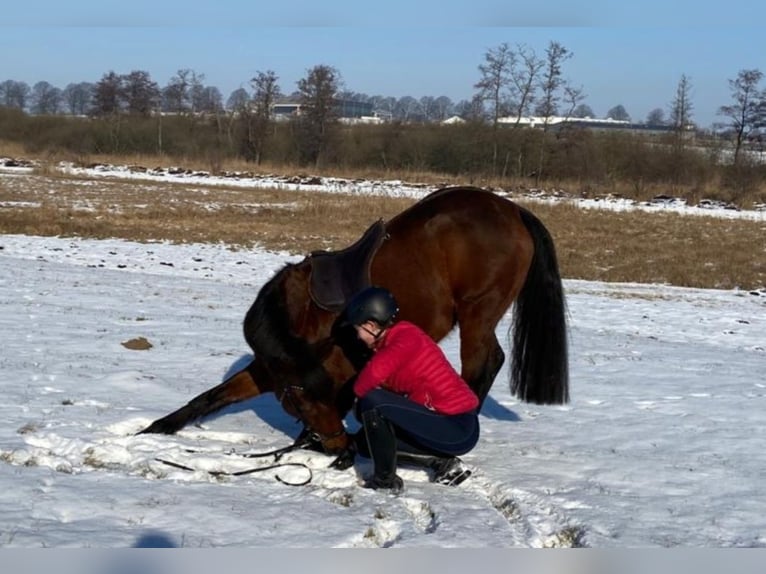 German Riding Pony Mare 16 years 14,2 hh Brown in Leezen