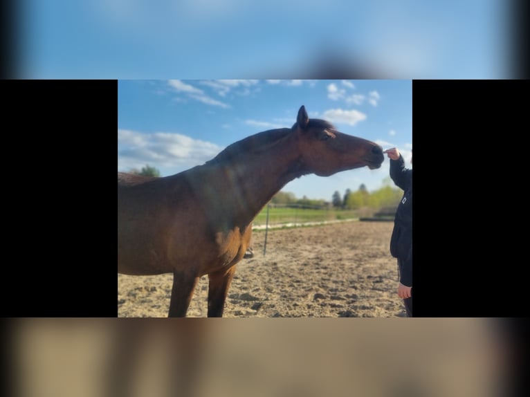 German Riding Pony Mare 16 years 14,2 hh Brown in Leezen