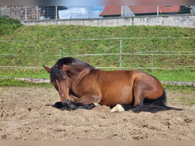 German Riding Pony Mare 16 years 14,2 hh Brown in Leezen