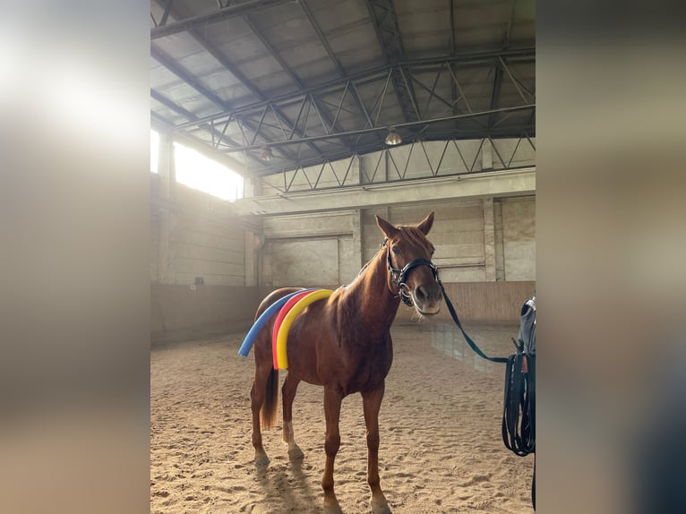 German Riding Pony Mare 16 years 14,2 hh Chestnut-Red in Golmsdorf