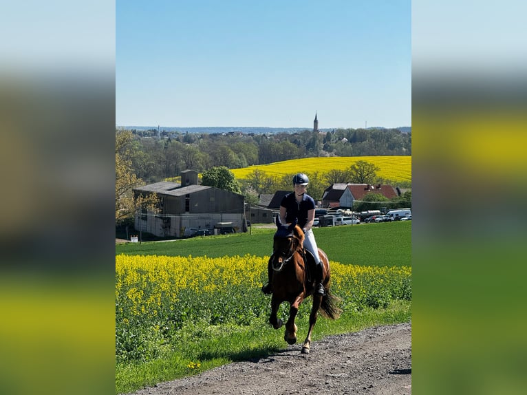 German Riding Pony Mare 16 years 14,2 hh Chestnut-Red in Golmsdorf
