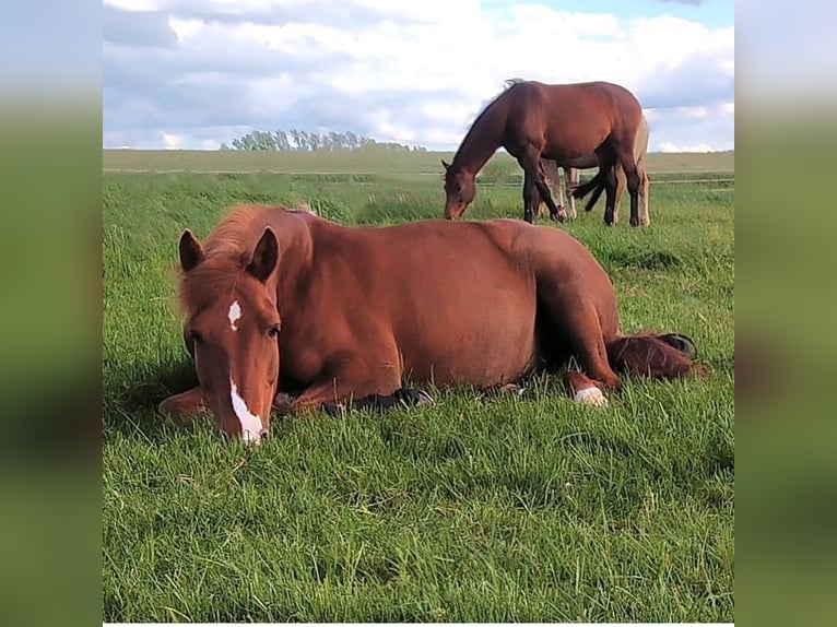 German Riding Pony Mare 16 years 14,2 hh Chestnut-Red in &#xD6;hringen&#xD6;hringen
