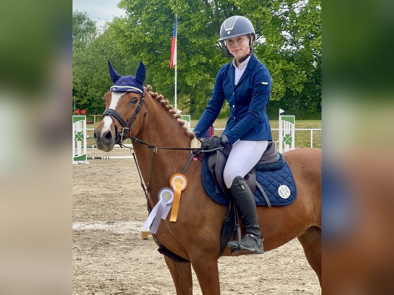 German Riding Pony Mare 16 years 14,2 hh Chestnut-Red in Görlitz