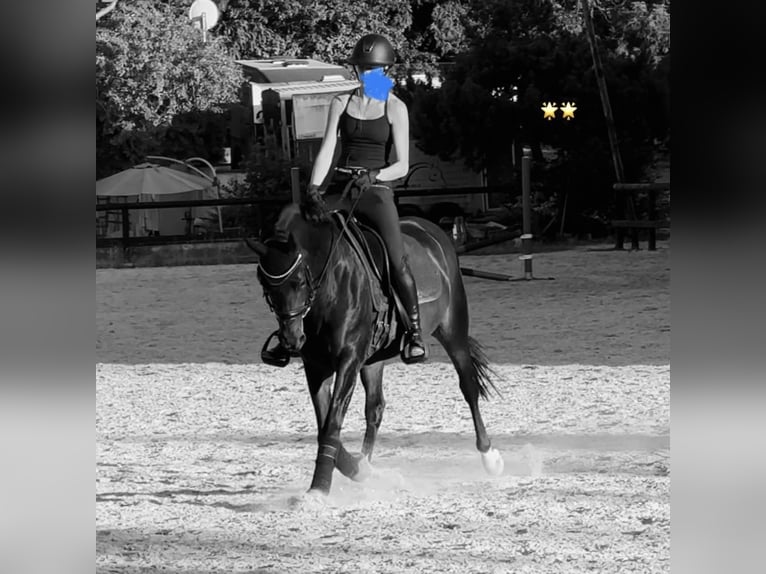 German Riding Pony Mare 16 years 14,3 hh Bay-Dark in Heidesheim am Rhein