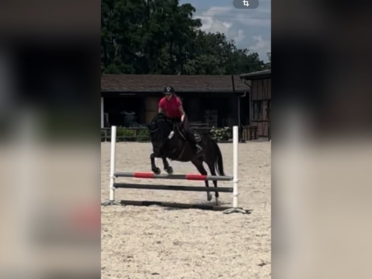 German Riding Pony Mare 16 years 14,3 hh Bay-Dark in Heidesheim am Rhein