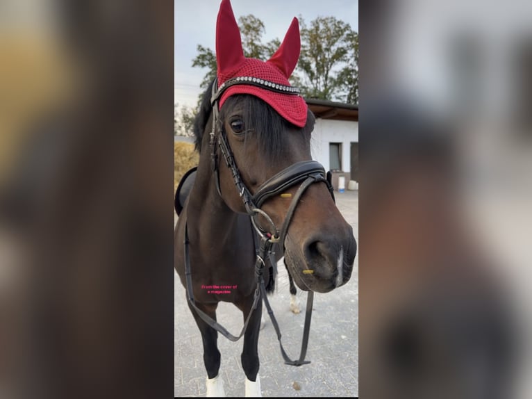 German Riding Pony Mare 16 years 14,3 hh Bay-Dark in Heidesheim am Rhein
