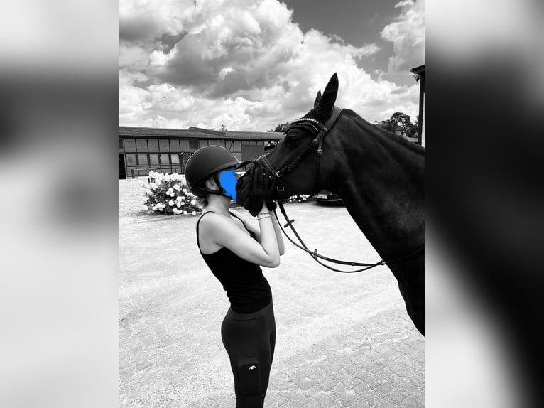 German Riding Pony Mare 16 years 14,3 hh Bay-Dark in Heidesheim am Rhein