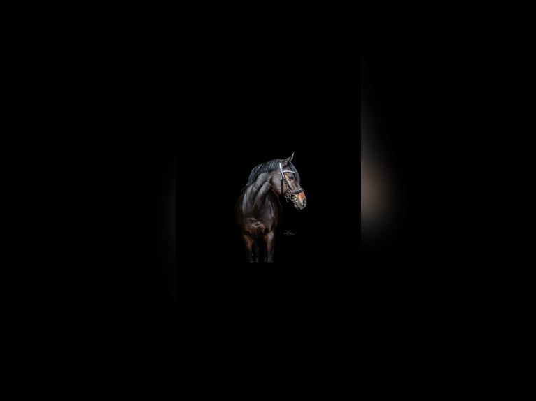 German Riding Pony Mare 16 years 14,3 hh Bay-Dark in Heidesheim am Rhein
