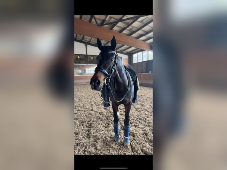 German Riding Pony Mare 16 years 14,3 hh Bay-Dark in Heidesheim am Rhein